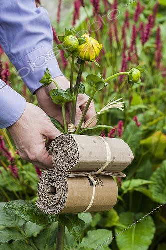 Biosphoto | 2433144 | Establishment of an Earwing trap. Placed near dahlias, the trap is then transferred to the orchard. | &copy; Jean-Michel Groult / Biosphoto