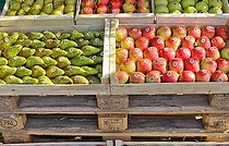 Biosphoto | 2575180 | Etal de comice agricole, arboriculteur exposant ses fruits Pommes et Poires Sarthoises de chez Leroy Oize, Sarthe, France | &copy; Michel Gile / Biosphoto