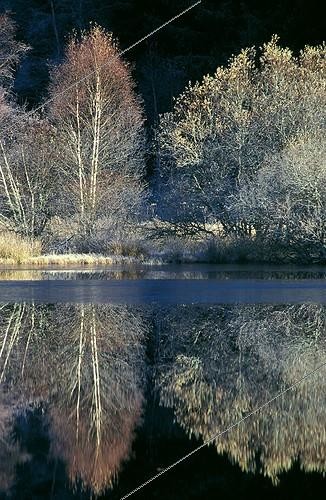 Biosphoto | 8217 | Etang du Fangonnet en hiver France | &copy; Hervé Chellé  / Biosphoto