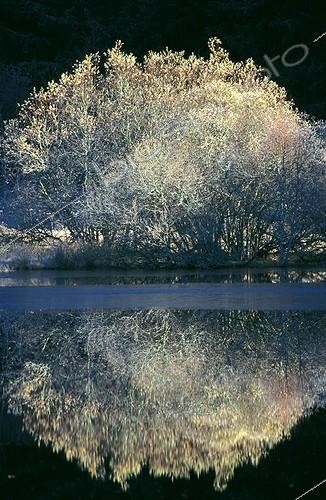 Biosphoto | 8219 | Etang du Fangonnet in winter France | &copy; Hervé Chellé  / Biosphoto