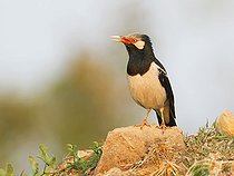 Biosphoto | 2413197 | Etourneau pie (Gracupica contra) chantant sur rocher, Phetchaburi, Thaïlande | &copy; Rob Drummond / BIA / Biosphoto