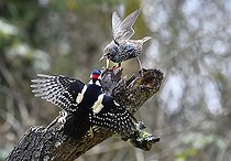 Biosphoto | 2496004 | Etourneau sansonnet (Sturnus vulgaris) se houspillant avec un Pic épeiche (Drendrocopos major), Parc naturel régional des Vosges du Nord, France | &copy; Michel Rauch / Biosphoto