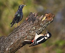 Biosphoto | 2496013 | Etourneau sansonnet (Sturnus vulgaris) se houspillant avec un Pic épeiche (Drendrocopos major), Parc naturel régional des Vosges du Nord, France | &copy; Michel Rauch / Biosphoto