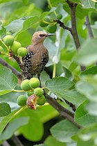 Biosphoto | 2610026 | Etourneau sansonnet (Sturnus vulgaris) se nourrissant dans un figuier, France | &copy; Claude Balcaen / Biosphoto