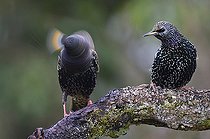 Biosphoto | 2469567 | Etourneau sansonnet (Sturnus vulgaris) secouant la tête, Parc naturel régional des Vosges du Nord, France | &copy; Michel Rauch / Biosphoto
