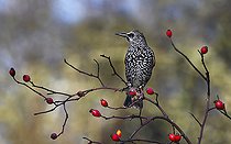 Biosphoto | 2496005 | Etourneau sansonnet (Sturnus vulgaris) sur un églantier (Rosa canina), Parc naturel régional des Vosges du Nord, France | &copy; Michel Rauch / Biosphoto