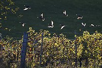 Biosphoto | 2488236 | Etourneaux sansonnets (Sturnus vulgaris) grappillage dans les vignes, Parc naturel régional des Vosges du Nord, France | &copy; Michel Rauch / Biosphoto