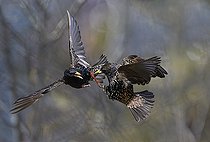 Biosphoto | 2464287 | Etourneaux sansonnets (Sturnus vulgaris) prise de becs en vol, Parc naturel régional des Vosges du Nord, France | &copy; Michel Rauch / Biosphoto