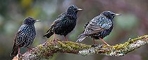 Biosphoto | 2445667 | Etourneaux sansonnets (Sturnus vulgaris) sur une branche, Parc naturel régional des Vosges du Nord, France | &copy; Michel Rauch / Biosphoto