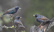 Biosphoto | 2462389 | Etourneaux sansonnets (Sturnus vulgaris) sur une branche, Parc naturel régional des Vosges du Nord, France | &copy; Michel Rauch / Biosphoto