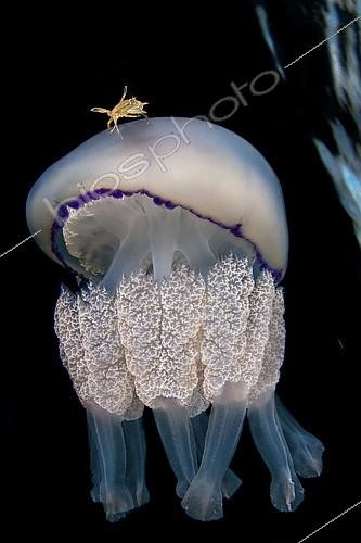 Biosphoto | 2165726 | Etrille lisse (Liocarcinus vernalis) sur une Grande méduse (Rhizostoma pulmo), mer Tyrrhénienne | &copy; Pasquale Vassallo / Biosphoto