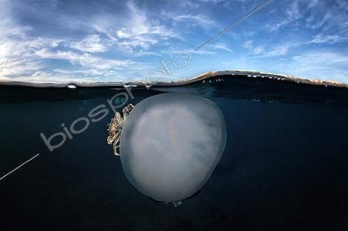 Biosphoto | 2165727 | Etrille lisse (Liocarcinus vernalis) sur une Grande méduse (Rhizostoma pulmo), baie de Naples, mer Tyrrhénienne | &copy; Pasquale Vassallo / Biosphoto