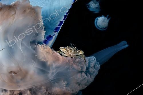 Biosphoto | 2104323 | Etrille phorétique (Liocarcinus vernalis) sur tentacule de Méduse (Rhizostoma pulmo), baie de Naples, mer Tyrrhénienne | &copy; Pasquale Vassallo / Biosphoto