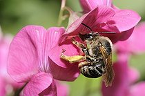 Biosphoto | 2069496 | Eucère sombre (Eucera nigrescens) femelle butinant une gesse à larges feuilles (Lathyrus latifolius), Parc naturel régional des Vosges du Nord, France | &copy; Michel Rauch / Biosphoto