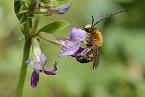 Biosphoto | 2089530 | Eucère sombre (Eucera nigrescens) mâle houspillée par une fourmi sur une Vesce (Viscia sp), Parc naturel régional des Vosges du Nord, France | &copy; Michel Rauch / Biosphoto