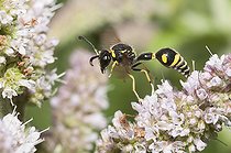 Biosphoto | 2166685 | Eumène (Eumenes papillarius) mâle sur fleurs de Menthe, Parc naturel régional des Vosges du Nord, France | &copy; Michel Rauch / Biosphoto