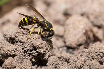 Biosphoto | 2444157 | Eumenid wasp (Odynerus spinipes) forming a ball of earth for the construction of his gallery, Vosges du Nord Regional Natural Park, France | &copy; Michel Rauch / Biosphoto