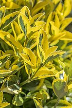 Biosphoto | 2561051 | Euonymus japonicus 'Elegantissimus Aureus' | &copy; Marie Aymerez / Biosphoto