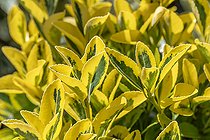 Biosphoto | 2565725 | Euonymus japonicus 'Elegantissimus Aureus' | &copy; Marie Aymerez / Biosphoto