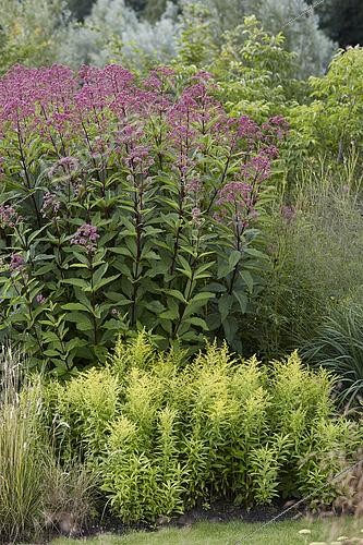 Biosphoto | 2540800 | Eupatorium maculatum 'Riesenschirm' | &copy; Visions Pictures / Biosphoto