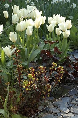 Biosphoto | 1041742 | Euphorbe des bois 'Rubra' et Tulipes 'White Dream' en fleur | &copy; Alexandre Petzold / Biosphoto