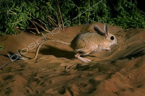 Biosphoto | 1133436 | Euphrate jerboa Syria | &copy; Xavier Eichaker / Biosphoto