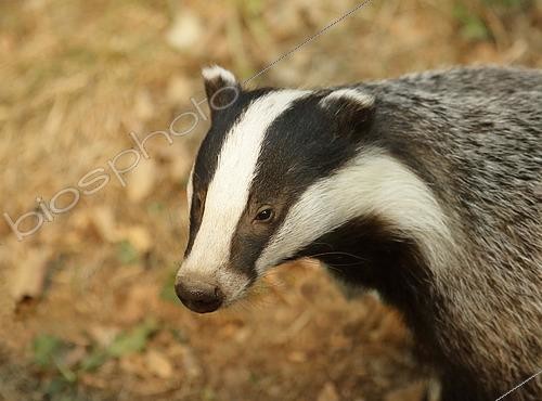 Biosphoto | 2618720 | Eurasian Badger (Meles meles), portrait of an adult. Europe. | &copy; Thierry Forest / Biosphoto