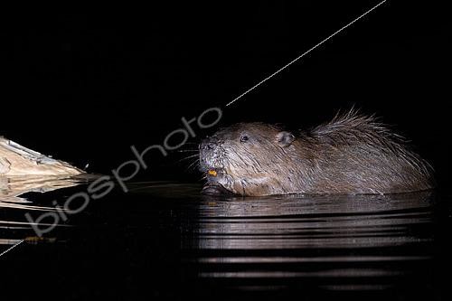 Biosphoto | 2581500 | Eurasian Beaver (Castor fiber) sitting in the water at night, Aargau, Switzerland | &copy; Daniel Zuppinger / Biosphoto