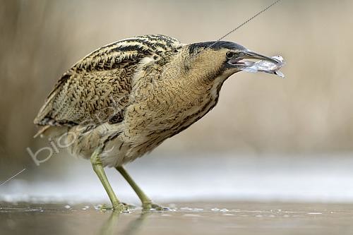 Biosphoto | 2618780 | Eurasian Bittern (Botaurus stellaris) capturing a fish, Pusztaszer, Hungary. | &copy; Michel Poinsignon / Biosphoto