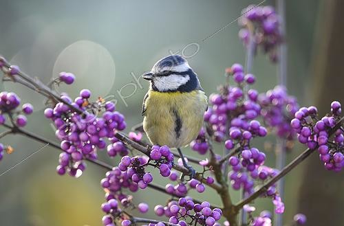 Biosphoto | 2613007 | Eurasian Blue Tit Cyanistes caeruleus) with purple berries, Lorraine, France | &copy; Régis Cavignaux / Biosphoto