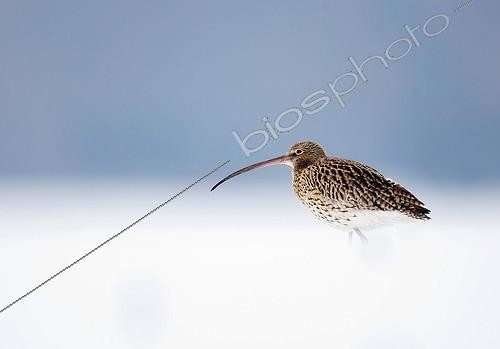 Biosphoto | 1419308 | Eurasian Curlew in the snow in winter France  | &copy; Dominique Gest / Biosphoto
