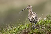 Biosphoto | 1490195 | Eurasian Curlew (Numenius arquata) | &copy; Horst Jegen / imageBROKER / Biosphoto