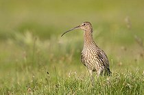 Biosphoto | 1528012 | Eurasian Curlew (Numenius arquata) | &copy; Horst Jegen / imageBROKER / Biosphoto