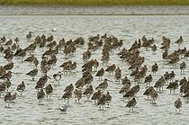 Biosphoto | 1518927 | Eurasian Curlew (Numenius arquata), flock of curlews in water, The Netherlands, Europe | &copy; Anton Luhr / imageBROKER / Biosphoto