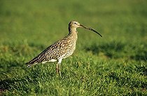 Biosphoto | 1508153 | Eurasian Curlew (Numenius arquata) in a meadow, Texel, Holland, The Netherlands, Europe | &copy; Adam Friedhelm / imageBROKER / Biosphoto