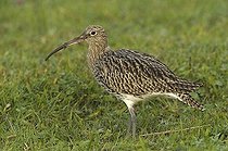 Biosphoto | 1497205 | Eurasian Curlew (Numenius arquata), The Netherlands, Europe | &copy; Anton Luhr / imageBROKER / Biosphoto