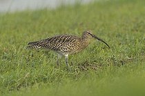 Biosphoto | 1507270 | Eurasian Curlew (Numenius arquata), The Netherlands, Europe | &copy; Anton Luhr / imageBROKER / Biosphoto