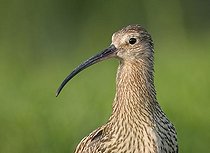 Biosphoto | 1518695 | Eurasian Curlew or Curlew (Numenius arquata) | &copy; Horst Jegen / imageBROKER / Biosphoto