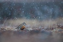 Biosphoto | 2577003 | Eurasian dottered, (Charadrius morinellus), on its nesting grounds in a light early summer snow shower on the Varanger highlands in Norway. | &copy; Michael Adam / Biosphoto