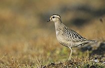 Biosphoto | 1496623 | Eurasian Dotterel (Charadrius morinellus), immature, Cassonsgrat, Alps, Switzerland, Europe | &copy; Rolf Nussbaumer / imageBROKER / Biosphoto