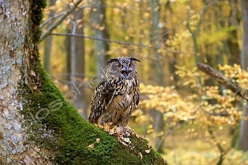 Biosphoto | 2432044 | Eurasian eagle-owl (Bubo bubo) in deciduous forest, adult, calling on perch, Slovakia, Europe | &copy; Jürgen & Christine Sohns / imageBROKER / Biosphoto