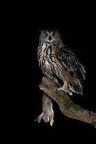 Biosphoto | 2570472 | Eurasian Eagle-Owl (Bubo bubo) male with rabbit prey, Extremadura, Portugal | &copy; Carlos Patricio / BIA / Biosphoto
