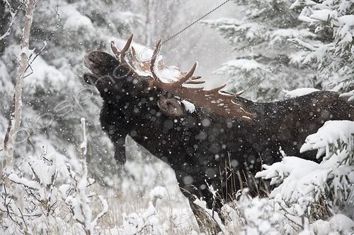 Biosphoto | 1204786 | Eurasian Elk sniffing the scent of a female Gaspesie park ; The male sniffs to see if the female is ready.  | &copy; Philippe Henry / Biosphoto