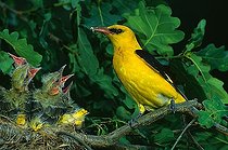 Biosphoto | 1509469 | (Eurasian) golden oriole (Oriolus oriolus), male in its nest | &copy; Hans Lang / imageBROKER / Biosphoto