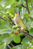 Biosphoto | 2610028 | Eurasian Golden Oriole (Oriolus oriolus) perched in fig tree, France | &copy; Claude Balcaen / Biosphoto