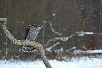 Biosphoto | 2593319 | Eurasian Goshawk (Accipiter gentilis) Bialowieza Forest UNESCO World Heritage Site, Poland, Europe. | &copy; Franco Banfi / Biosphoto