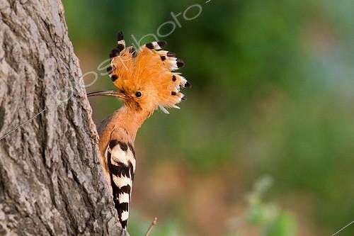 Biosphoto | 2000868 | Eurasian Hoopoe male on a trunk - France | &copy; Pierre Huguet-Dubief / Biosphoto