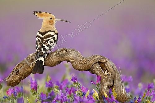 Biosphoto | 2008546 | Eurasian Hoopoe on a branch - Spain | &copy; Mario Cea Sanchez / Biosphoto