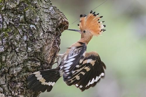 Biosphoto | 2008169 | Eurasian hoopoe on a trunk in Catalonia - Spain | &copy; Jean-Paul Chatagnon / Biosphoto