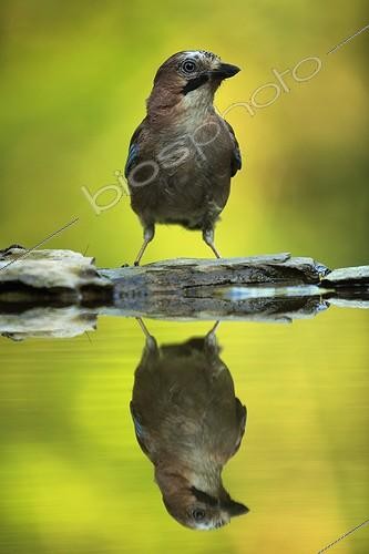 Biosphoto | 1752807 | Eurasian Jay and its reflection Hungry | &copy; Martin Harvey / Biosphoto
